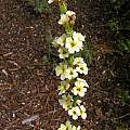 Sisyrinchium striatum, Mary Sue Ittner Sisyrinchium striatum, Mary Sue Ittner