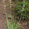 Sisyrinchium striatum, Mary Sue Ittner Sisyrinchium striatum, Mary Sue Ittner