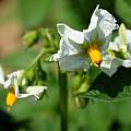 Potato flower, Martin Bohnet Potato flower, Martin Bohnet