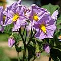 Potato flower, Martin Bohnet Potato flower, Martin Bohnet