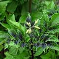 Potato leaves of a blue tuber form, Martin Bohnet Potato leaves of a blue tuber form, Martin Bohnet