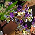 Sparaxis variegata, Mary Sue Ittner
