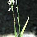 Spiranthes odorata 'Chadds Ford', Mary Sue Ittner