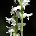Spiranthes odorata 'Chadds Ford', Mary Sue Ittner