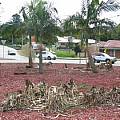 Crinum destruction in roundabout, David Sneddon Crinum destruction in roundabout, David Sneddon