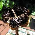 Sprekelia formosissima, seeds, Nhu Nguyen