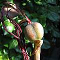 Sprekelia formosissima, seed pod, Nhu Nguyen