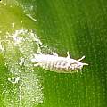 Closeup of a mealybug on Sprekelia formosissima leaf, Nhu Nguyen