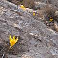 Sternbergia clusiana growing out of the rock, Gideon Pisanty