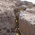 Sternbergia clusiana growing in cracks, Gideon Pisanty