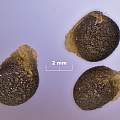 Sternbergia sicula seed, David Pilling