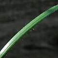 Strumaria discifera leaf, Mary Sue Ittner