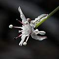 Strumaria discifera, Mary Sue Ittner