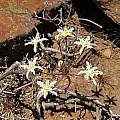 Strumaria gemmata, Andriesberg, Cameron McMaster