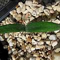 Strumaria gemmata leaves, Hans Joschko