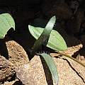 Strumaria gemmata, Andriesberg, Cameron McMaster