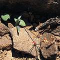 Strumaria gemmata fruit, Andriesberg, Cameron McMaster