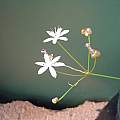 Strumaria tenella ssp. orientalis, Rob Hamilton