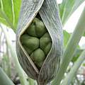Synandrospadix vermitoxicus, successful hand pollination with an older inflorescence of the same plant, Gianluca Corazza