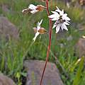 Lithophragma glabrum with moth pollinators, Travis Owen Lithophragma glabrum with moth pollinators, Travis Owen