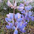 Lupinus sp., Travis Owen Lupinus sp., Travis Owen