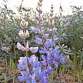Lupinus sp., Travis Owen Lupinus sp., Travis Owen
