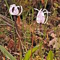 Erythronium hendersonii, Travis Owen Erythronium hendersonii, Travis Owen