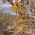 Quercus garryana, Travis Owen