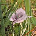 Calochortus tolmei, Travis Owen Calochortus tolmei, Travis Owen