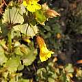 Mimulus alsinoides, Travis Owen Mimulus alsinoides, Travis Owen