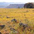 Lasthenia californica on the plateau of Upper Table Rock, Lower Table Rock in the distance, Travis Owen Lasthenia californica on the plateau of Upper Table Rock, Lower Table Rock in the distance, Travis Owen