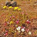 Wildflowers on the plateau of Upper Table Rock, Travis Owen