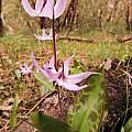 Erythronium hendersonii, Travis Owen Erythronium hendersonii, Travis Owen