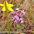 Trifolium wildenovii, Travis Owen