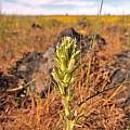 Castilleja attenuata, Travis Owen Castilleja attenuata, Travis Owen