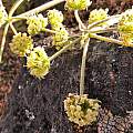 Lomatium macrocarpum flowers, Travis Owen