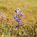 Lupinus bicolor, Travis Owen Lupinus bicolor, Travis Owen