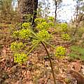 Lomatium sp., Travis Owen Lomatium sp., Travis Owen
