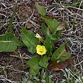 Taraxia subacaulis, Mono County, Steve Matson Taraxia subacaulis, Mono County, Steve Matson