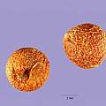 Arisaema dracontium seed, Tracey Slotta @ USDA-NRCS PLANTS Database