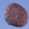 Alstroemeria magnifica seed, David Pilling
