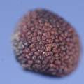 Alstroemeria magnifica seed, David Pilling Alstroemeria magnifica seed, David Pilling