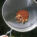 Sieve used to clean Dierama seeds, M. Gastil-Buhl
