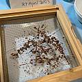 Round seeds on sieve surface, M. Gastil-Buhl