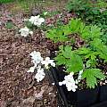 Thalictrum tuberosum, Robin Hansen