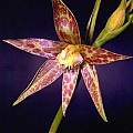 Thelymitra benthamiana, Ron Heberle [Shift+click to enlarge, Click to go to wiki entry]