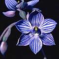 Thelymitra campanulata, Ron Heberle [Shift+click to enlarge, Click to go to wiki entry]