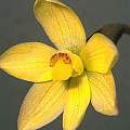 Thelymitra flexuosa, Ron Heberle [Shift+click to enlarge, Click to go to wiki entry]