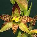 Thelymitra fuscolutea, Ron Heberle [Shift+click to enlarge, Click to go to wiki entry]