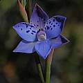 Thelymitra ixioides, Mary Sue Ittner [Shift+click to enlarge, Click to go to wiki entry]